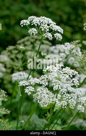 Boden-Holunder, Goutweed (Aegopodium Podagraria), blühen, Deutschland Stockfoto