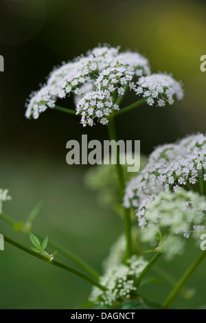 Boden-Holunder, Goutweed (Aegopodium Podagraria), blühen, Deutschland Stockfoto