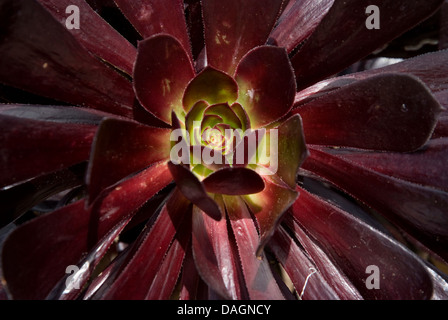 Aeonium (Aeonium Arboreum), Sorte Atropurpureum Stockfoto