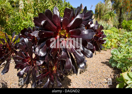 Aeonium (Aeonium Arboreum), Sorte Atropurpureum Stockfoto