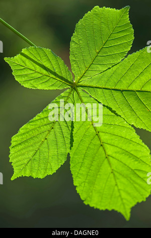 gemeinsamen Rosskastanie (Aesculus Hippocastanum), Blatt bei Gegenlicht, Deutschland Stockfoto