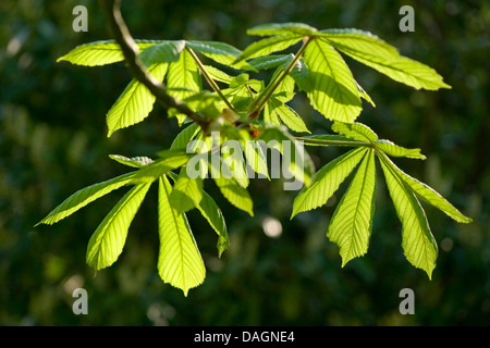 gemeinsamen Rosskastanie (Aesculus Hippocastanum), Zweigstelle im Sonnenlicht, Deutschland Stockfoto