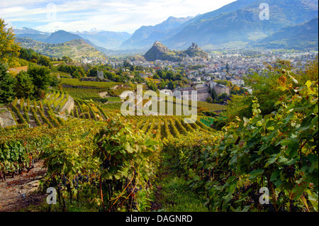 zeigen Sie nach Sion mit Weinbergen und Burgen, Schweiz, Wallis, Sion an Stockfoto