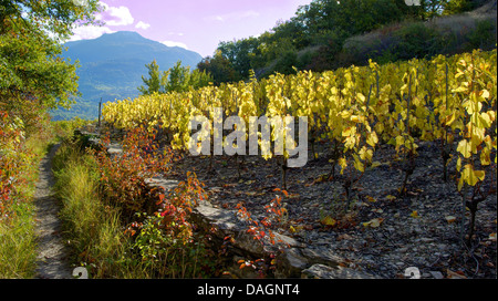 Weinberg im Herbst, Schweiz, Wallis, Sion Stockfoto