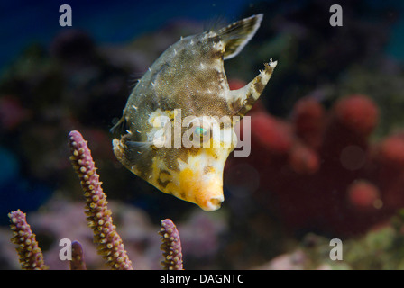 Borsten-Tail Datei-Fische (Acreichthys Tomentosus), Schwimmen Stockfoto