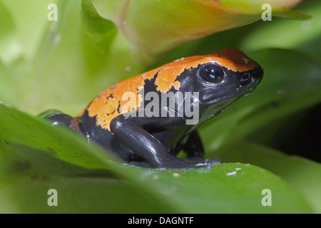 Splash-backed Poison Frog (Dendrobates Galactonotus, Adelphobates Galactonotus), auf einem Blatt Stockfoto