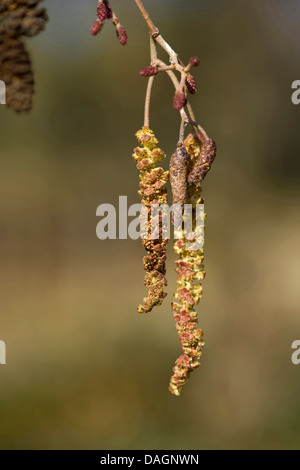 Schwarz-Erle, Schwarzerle, männliche Kätzchen, Deutschland, Europäische Erle (Alnus Glutinosa) Stockfoto