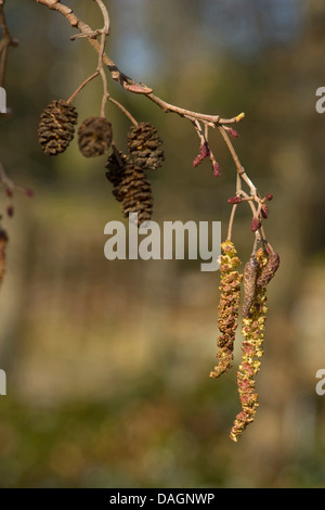 Schwarz-Erle, Schwarzerle, männliche und weibliche Kätzchen auf einem Zweig mit Zapfen, Deutschland, Europäische Erle (Alnus Glutinosa) Stockfoto