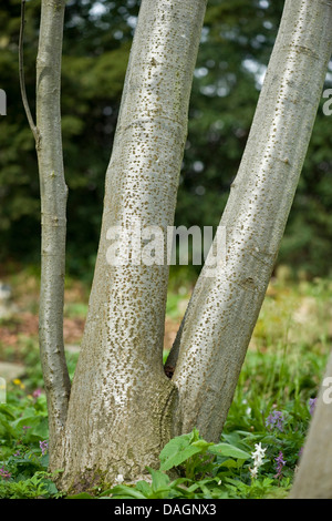 graue Erle, hoary Erle, gesprenkelten Erlen (Alnus Incana), Trunks, Deutschland Stockfoto