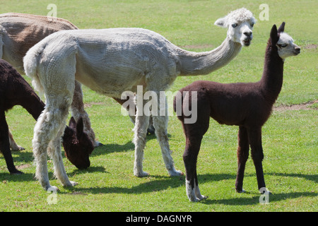 Alpaka (Vicugna Pacos). Frauen nach den letzten jährlichen Scheren und junge oder Fohlen. Stockfoto