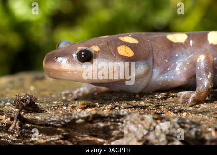 Spotted Salamander (Z.B. Aronstab), portrait Stockfoto