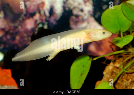 Axolotl (Z.B. geschieht), Schwimmen Stockfoto