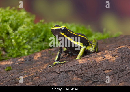 Drei-gestreiften Pfeilgiftfrosch (Ameerega Trivittata), auf Rinde Stockfoto