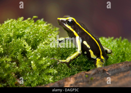 Drei-gestreiften Pfeilgiftfrosch (Ameerega Trivittata), im Moos Stockfoto