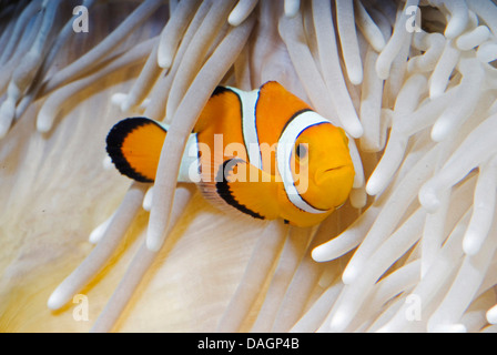 falscher Clown Anemonenfischen, Clown Anemonenfische (Amphiprion Ocellaris), unter den Tentakeln der Heteractis crispa Stockfoto