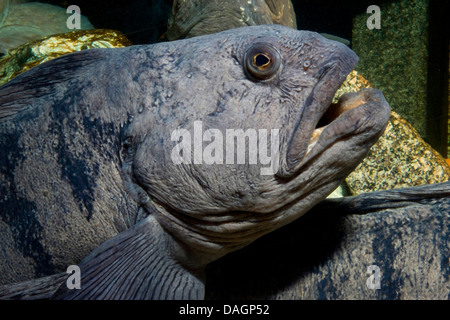 Atlantic Katfisch, Katfisch, Katze Fisch, Wels (Anarhichas Lupus), Portrait mit offenem Mund Stockfoto