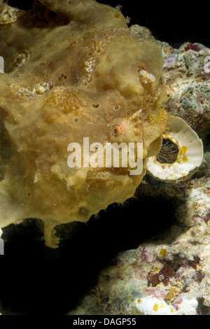 Warzige Anglerfisch, Clown Anglerfisch (Antennarius Riesenmammutbaum, Antennarius Maculatus), gut getarnt unter Korallen Stockfoto