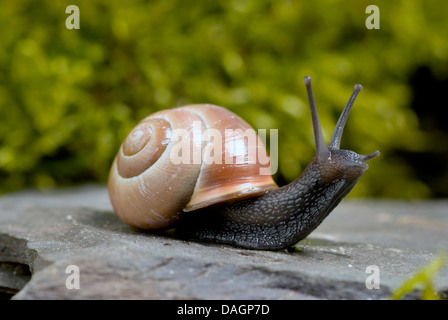 Braun-lippige Schnecke, Hain Schnecke, Grovesnail, englischen Garten Schnecke, größere gebänderten Schnecke, gebändert Holz Schnecke (Bänderschnecken Nemoralis), kriecht auf einem Stein, Deutschland Stockfoto