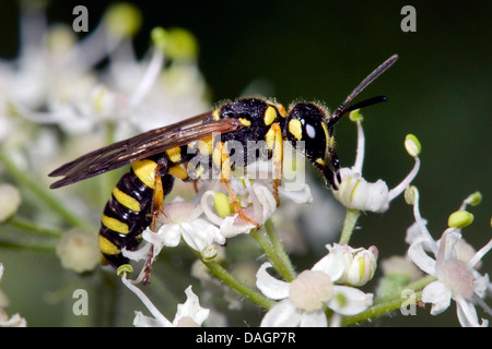 Sand-tailed Digger Wespe (Cerceris Arenaria), auf weißen Blüten, Deutschland Stockfoto