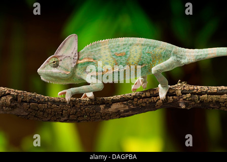 Jemen Chamäleon, unter der Leitung von Kegel Chamäleon, verschleierte Chamäleon (Chamaeleo Calyptratus), zu Fuß auf einem Ast Stockfoto