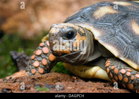 Red-footed Schildkröte, südamerikanische Red-footed Schildkröte, Kohle-Schildkröte (Geochelone Carbonaria, Testudo Carbonaria und Chelonoidis Carbonaria), portrait Stockfoto