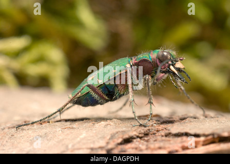 grüne Sandlaufkäfer (Cicindela Campestris), auf einem Stein Stockfoto