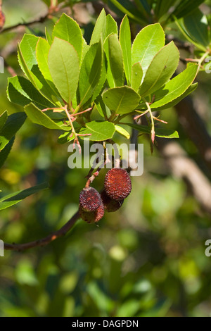 Killarney Erdbeerbaum (Arbutus Madrid), Zweig mit reifen Früchten, Portugal Stockfoto