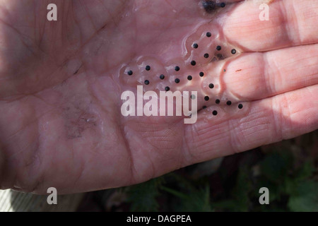 Commom oder Grasfrosch (Rana Temporaria). Kleine Kostprobe von Spawn auf der Handfläche einer menschlichen Hand gehalten. Anzeigen von einzelnen Eiern in Gelee
