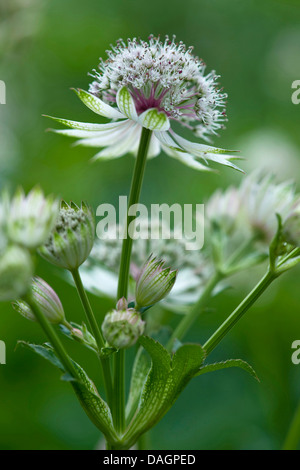 Große Sterndolde (Astrantia große), blühen, Deutschland Stockfoto