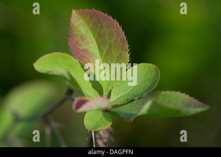 gemeinsamen Berberitze, Europäische Berberitze (Berberis Vulgaris), Niederlassung Deutschland Stockfoto