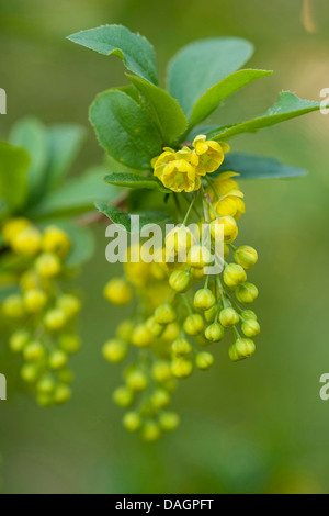 gemeinsamen Berberitze, Europäische Berberitze (Berberis Vulgaris), Blütenstand, Deutschland Stockfoto