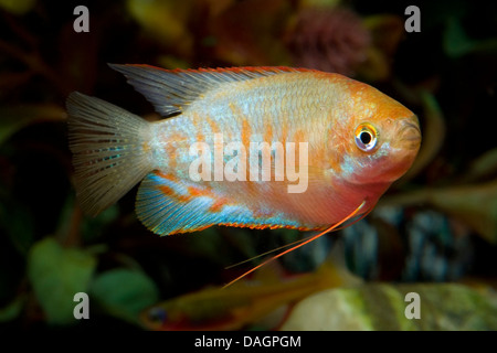 Riesiger Gourami, gestreifte Gurami (Colisa Fasciata), Schwimmen Stockfoto