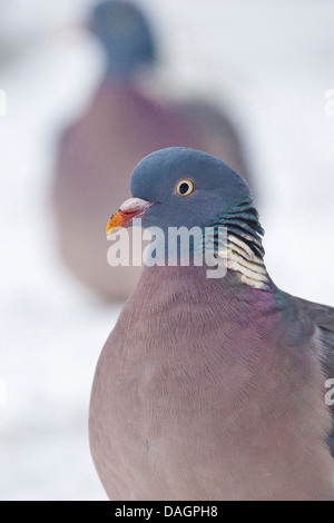 Ringeltaube (Columba Palumbus), im Schnee, Deutschland Stockfoto