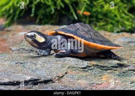 Rotbauch-kurz-necked Turtle (Emydura Subglobosa, Emydura Albertisii), auf einem Stein Stockfoto