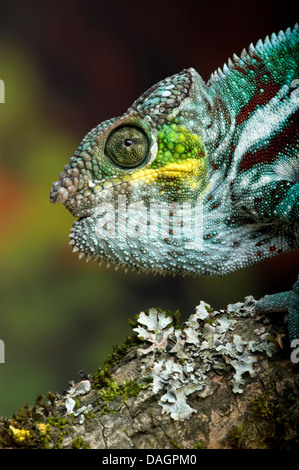 Pantherchamäleon (Furcifer Pardalis, Chamaeleo Pardalis), auf einem Zweig Stockfoto