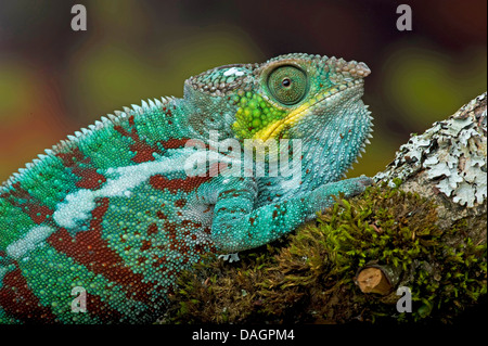Pantherchamäleon (Furcifer Pardalis, Chamaeleo Pardalis), sitzt auf einem Zweig Stockfoto