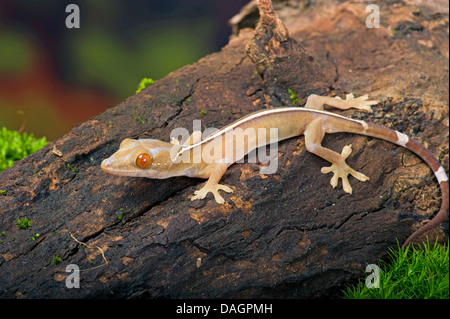 White-Line Gecko (Gekko Vittatus), auf einem Ast Stockfoto