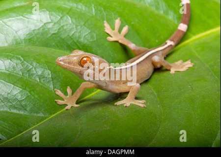 White-Line Gecko (Gekko Vittatus) auf einem Blatt Stockfoto