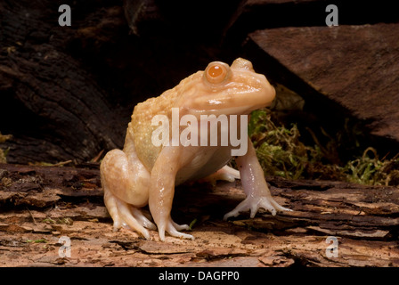 East Asian Bullfrog, taiwanesische Frosch (Hoplobatrachus Rugulosus), albino Stockfoto