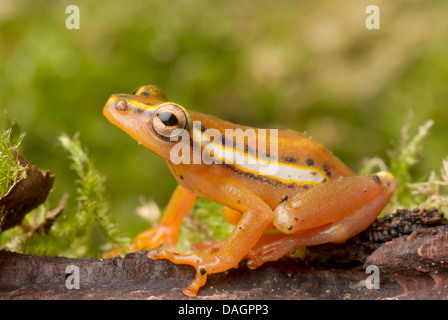 Mitchells Reed Frosch (Hyperolius Mitchelli), auf Rinde Stockfoto