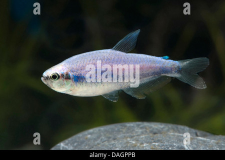 Kerri Tetra, blaue Kaiser (Inpaichthys Kerri), Schwimmen Stockfoto