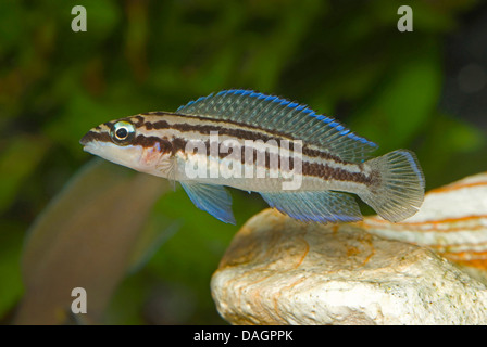 Dickels der Slender-Buntbarsch (Julidochromis Dickfeldi), Schwimmen Stockfoto