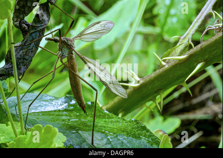 Kran-Fly Daddy-Long-Bein (Tipulidae), Kran Fliege auf einem Blatt, Deutschland Stockfoto