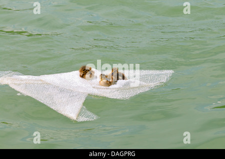 Stockente (Anas Platyrhynchos), drei Enten Küken sitzt auf einer Luftpolsterfolie auf Wasseroberfläche, Deutschland Stockfoto