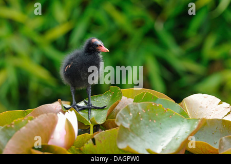 Teichhuhn (Gallinula Chloropus), Küken, die auf die Blätter der Seerose, Deutschland Stockfoto