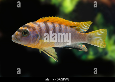Malawi-Buntbarsch (Labidochromis Hongi Super Red Top), Schwimmen Stockfoto