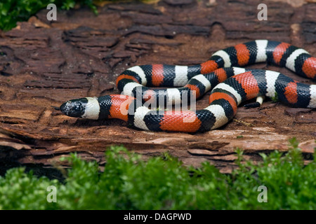 Pueblan Milksnake, Pueblan Milch Schlange (Lampropeltis Triangulum Campbelli), zusammengerollt auf abgestorbenem Holz Stockfoto