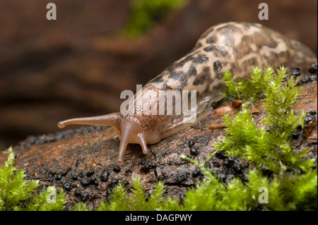 Riesen Gardenslug, europäischen Riesen Gardenslug, große graue Schnecke, gefleckte Garten Slug (Limax Maximus), kriechend auf moosige Rinde, Deutschland Stockfoto