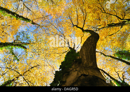 gemeinsamen Hainbuche, Europäische Hainbuche (Carpinus Betulus), Blick zum herbstlichen Baumkronen, Deutschland Stockfoto