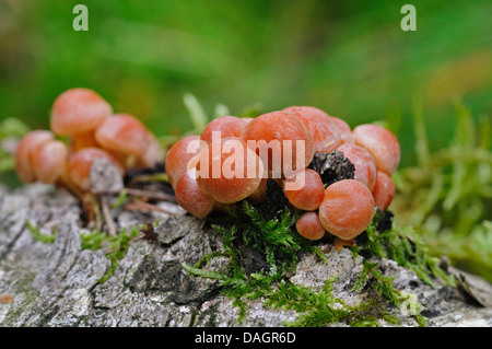 Ziegel-Büschel (Grünblättriger Lateritium, Grünblättriger Sublateritium) auf abgestorbenem Holz, Deutschland Stockfoto